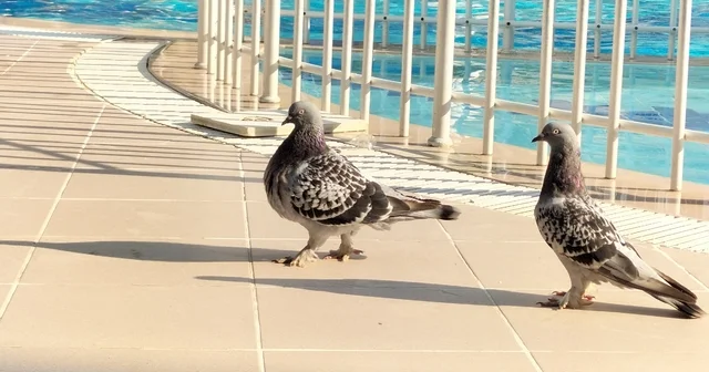 Antalya da bir hayvanseverin işlettiği apart otel can dostlara yaşam alanı oldu Antalya Haberleri