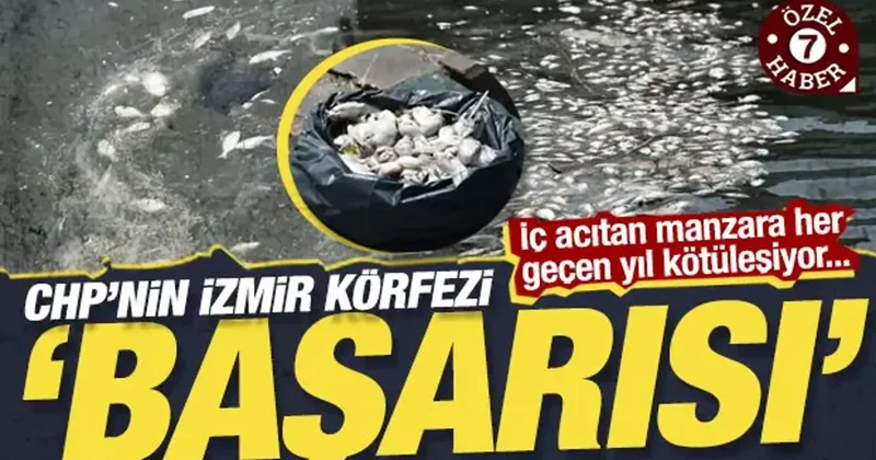 İzmir Körfezi’nde kahreden görüntü: Binlerce balık ölüsü kıyıya vurdu