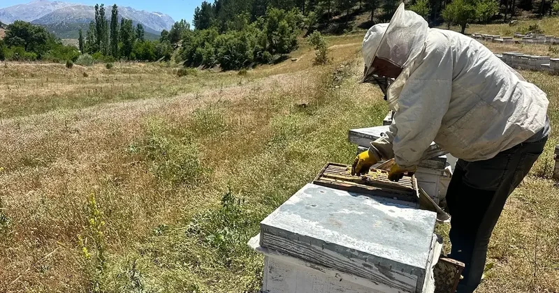 En tatlı hasat başladı: Kilosu 1600 TL Sözcü Gazetesi