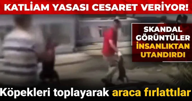 Skandal görüntüler insanlıktan utandırdı: Köpekleri toplayarak araca fırlattılar
