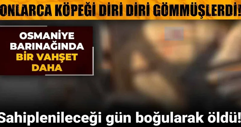 Onlarca köpeği diri diri gömmüşlerdi! Osmaniye barınağında bir vahşet daha: Sahiplenileceği gün boğularak öldü!