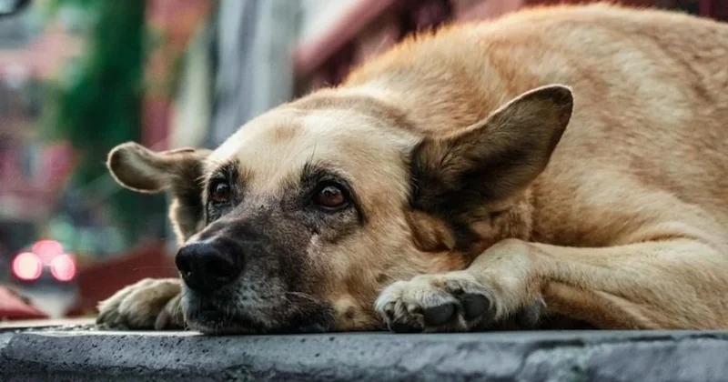 Korkunç iddia: Barınakta köpek boğularak öldürüldü Sözcü Gazetesi