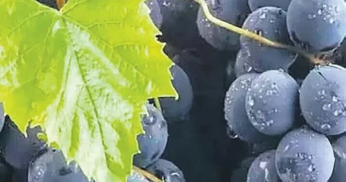 İDİL AÇIKALIN Kara üzüm habbesi