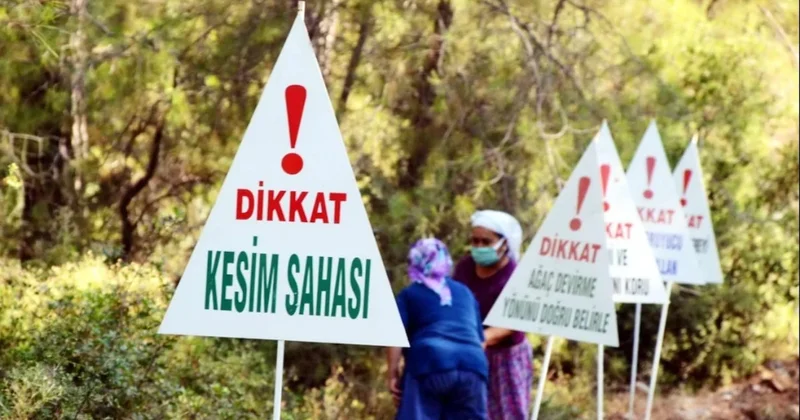 Şirketlere kestiği ağaç kadar ağaç kesme izni Sözcü Gazetesi