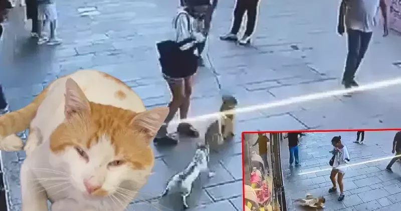 Fatih’te esnafın maskotu Muhtar isimli kedi, sahipli köpeğe saldırdı