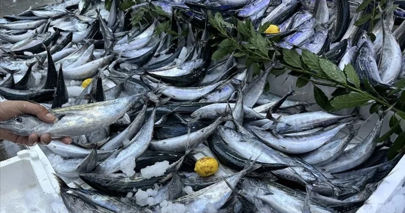 Palamut tezgahları süsledi: Fiyatı cep yakıyor Sözcü Gazetesi