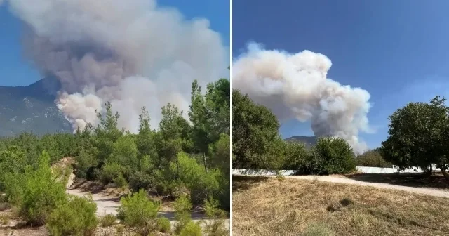 Denizli nin Pamukkale ilçesinde orman yangını Denizli Haberleri