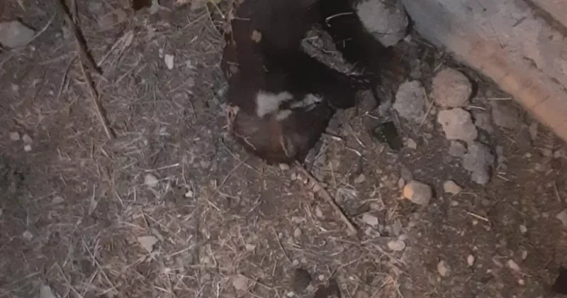 Bir mahalle elektriksiz kalmıştı: Sebebi sansar çıktı!