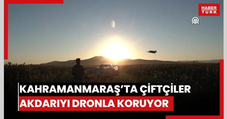 Kahramanmaraşta çiftçiler akdarı yı kuşlardan dronla koruyor