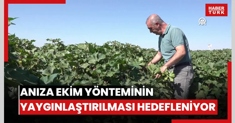Anıza ekim yönteminin yaygınlaştırılması hedefleniyor