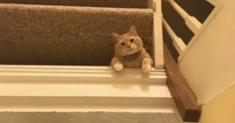 Masum bir kedi fotoğrafı sanıyorsanız yanılıyorsunuz: Tüm interneti kandırdı Sözcü Gazetesi