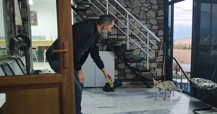 Henüz yavruyken evlerinin bahçesinde buldular, şimdi ailenin bir üyesi oldu