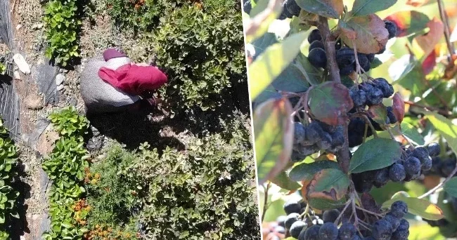 Televizyonda izledi köyüne döndü! Arazisine dikti: Kendisi gibi olanlara ücretsiz ulaştıracak