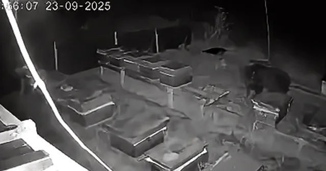 Arıcıların 4 kovan balını yiyen bozayı kamerada Bolu Haberleri