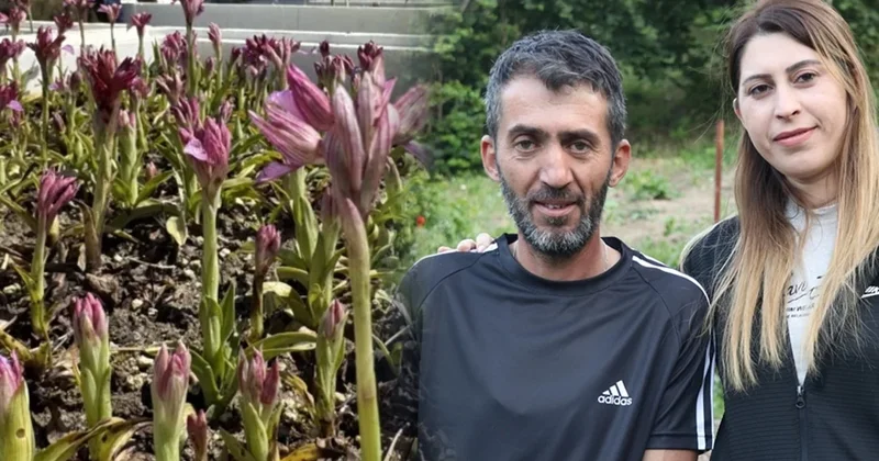Kilosu bin liraya yükseldi, hasadı çok verimli: Ailecek eken servet kazanıyor Sözcü Gazetesi