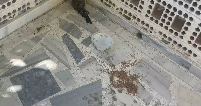Kulu’da yaralı ebabil kuşuna şefkat eli