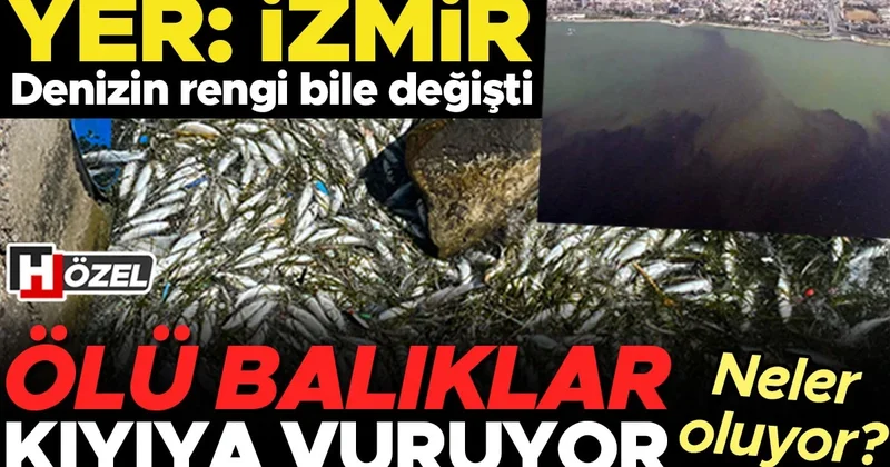 İzmir Körfezi’nde ölü balıklar kıyıya vuruyor, denizin rengi bile değişti! İzmir’de neler oluyor? ‘Körfezi besleyen dere yataklarında ağır metaller bulundu’