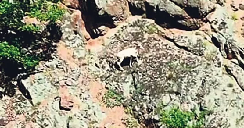 En nadide ‘Beyaz’ drone’a takıldı