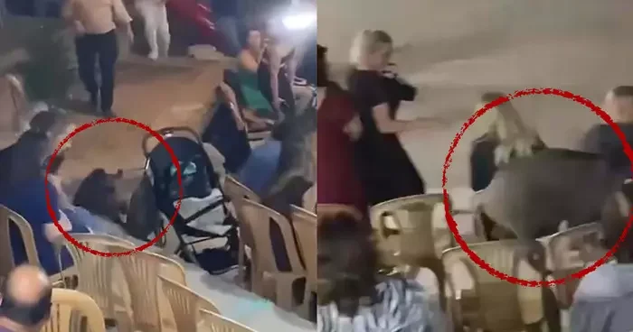 Sokak düğününde ilginç anlar: Kalabalığın arasına giren domuz konukları korkuttu!