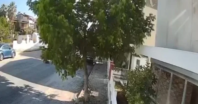 Sokakta yatan köpeği ezip yoluna devam etti; o anlar kamerada Aydın Haberleri