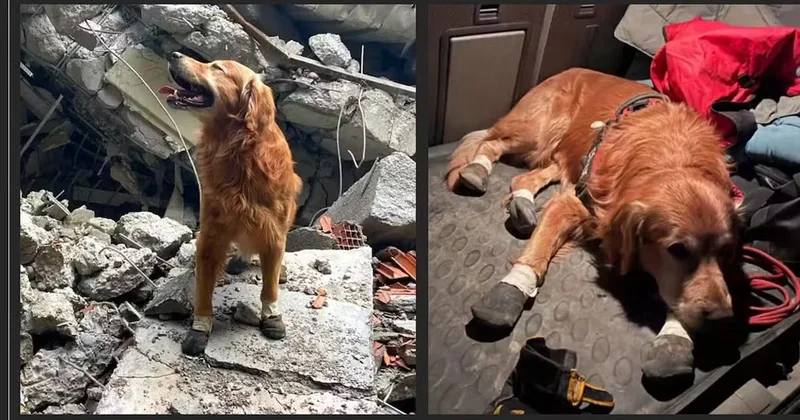 6 Şubat depremlerinde 18 vatandaşı kurtaran Kahraman Köpek Killian hayatını kaybetti Sözcü Gazetesi