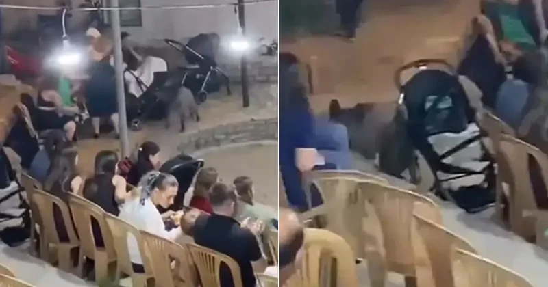 Yaban Domuzu Düğüne Girdi!