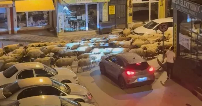 Tokat ta yayla göçü! Sosyal medyada ilgi gördü