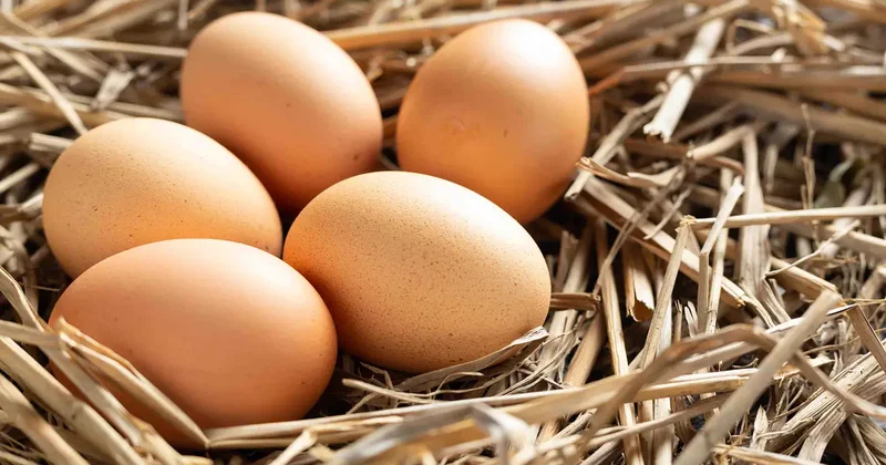 Yumurta fiyatı düştü: Kolisi 125 TL ye geriledi