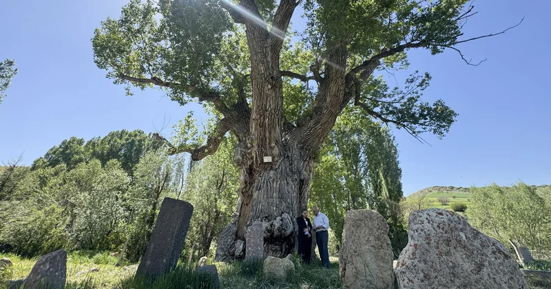 Türk boylarının mezarları 750 yıllık anıt ağacın gölgesinde zamana direniyor