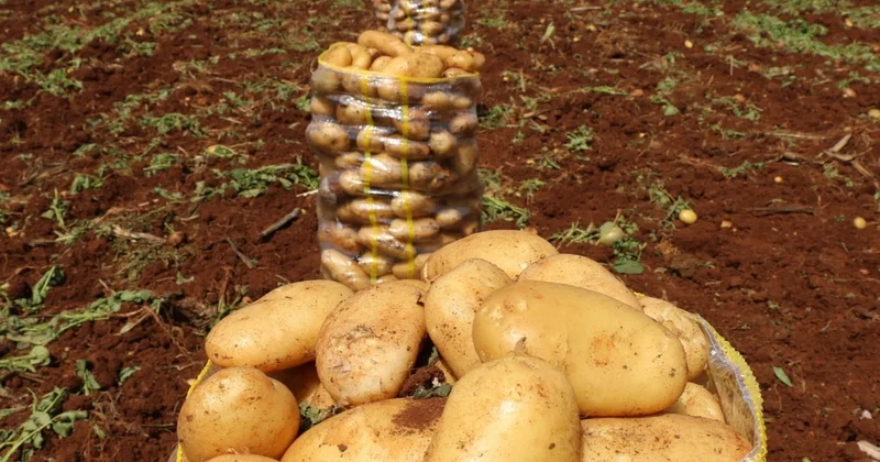 Patates tarlada, çiftçi borçta: Zincir marketler ve tarım politikaları Çukurova’yı vuruyor Sözcü Gazetesi
