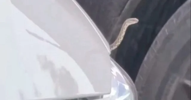 Bursa da motora giren yılanı çıkarmak için aracın altanda ateş yaktı VİDEO İZLE
