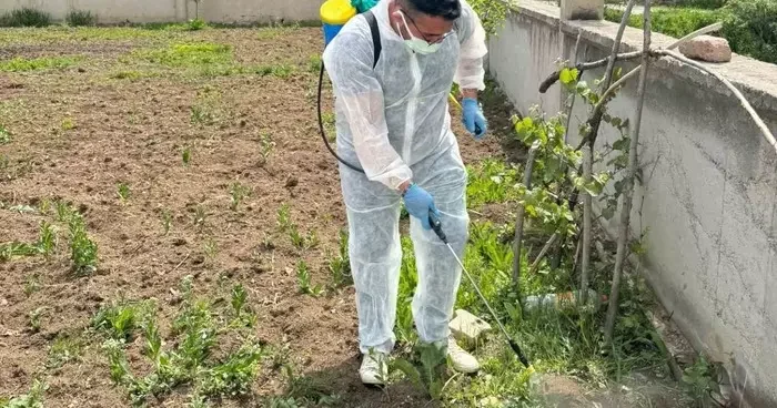 Aydıntepe’de yabancı ot mücadelesi başlatıldı