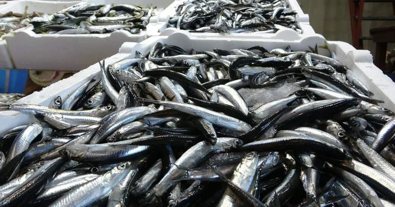 Karadeniz de balık stokları azalıyor