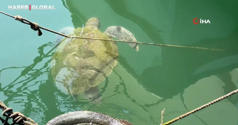 Kolay beslenmeye alışan deniz kaplumbağaları balıkçı barınağını terk etmiyor
