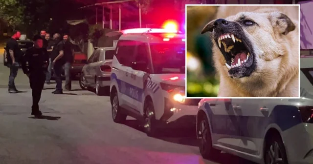 Kayseri de sahipli köpek çocuğa saldırdı: İki aile birbirine girdi Kayseri Haberleri