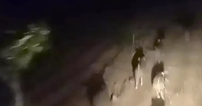 Domuz sürüsünü sessizce kovaladı