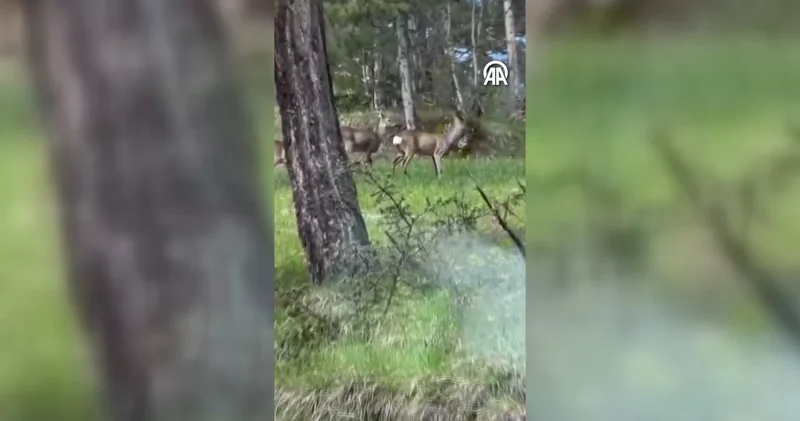 Karabük te karacalar, yaban domuzları ve tilki kamerada