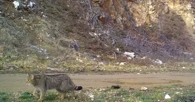 Nesli tehlike altındaki yaban kedisi fotokapana yakalandı