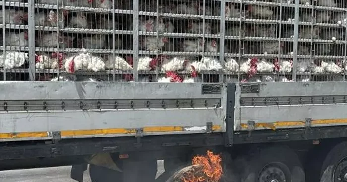 Canlı tavuk dolu tırda yangın paniği