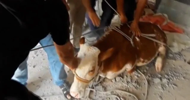 Nusaybin’de bodrum kata düşen buzağı kurtarıldı VİDEO İZLE
