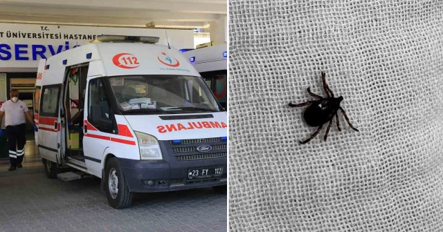 Elazığ da kenenin ısırdığı adam hastaneye kaldırıldı Elazığ Haberleri