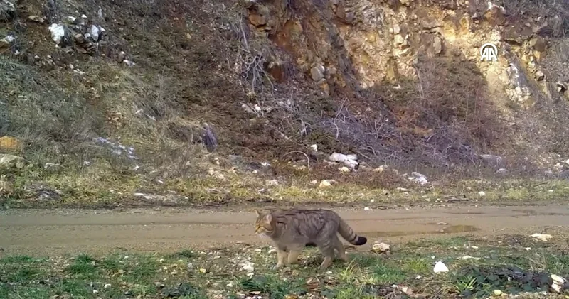 Yaban kedisi fotokapana takıldı