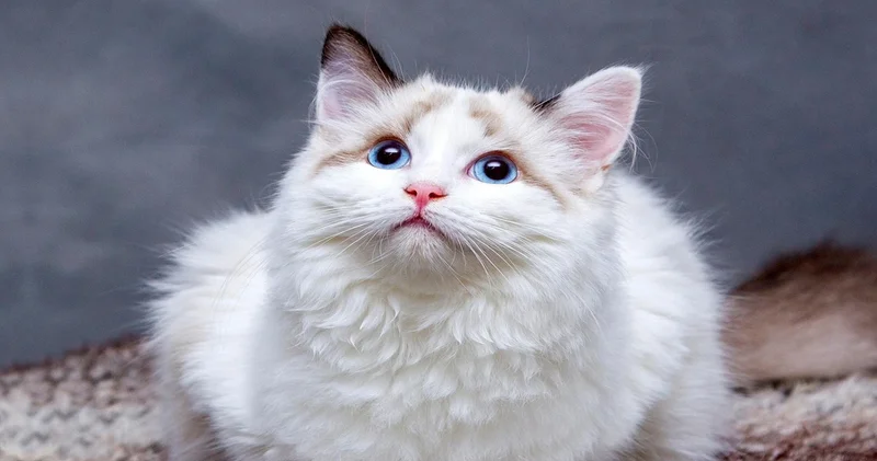 Kedi Dostu Burçlar: Kedilerin Çok Sevdiği 3 Burç!