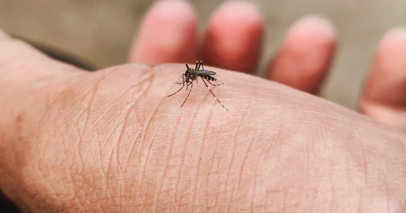 Bu saatlerde dışarı kolunuzu bile uzatmayın! Sivrisineklerin insanları en çok ısırdığı saatler meğer bunlarmış