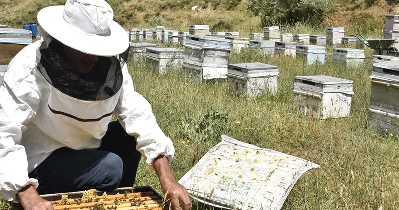 Kuraklık bal üretimini vurdu; arıcılar zor durumda