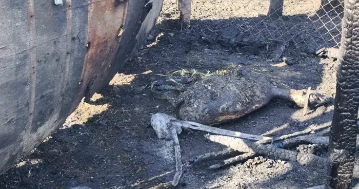 Tekirdağ’daki yangında ağıla sıçrayan alevlerde 35 hayvan telef oldu