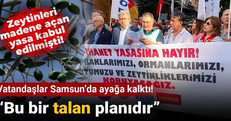 Zeytinleri madene açan yasa kabul edilmişti! Vatandaşlar Samsun’da ayağa kalktı: Bu bir talan planıdır