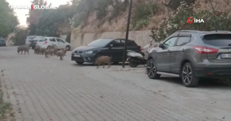 Kuşadası sokaklarını acıkan domuzlar istila etti