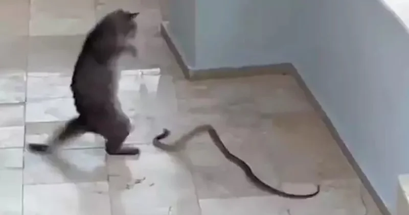 Kedi ile yılanın kavgası