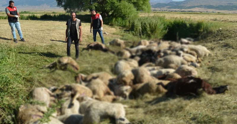 Yer: Muş! Birbirini ezen 150 koyun telef oldu
